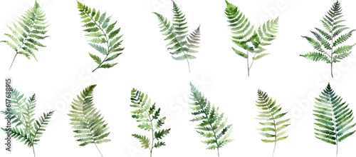 Set Watercolor vector pine tree illustration, isolated white background, flower clipart, for bouquets, wreaths, arrangements, wedding invitations, anniversary, birthday, postcards, greetings
