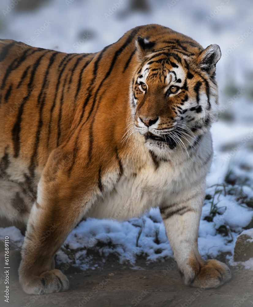 Obraz premium AI generated illustration of a Bengal tiger walking through a winter wonderland of snow