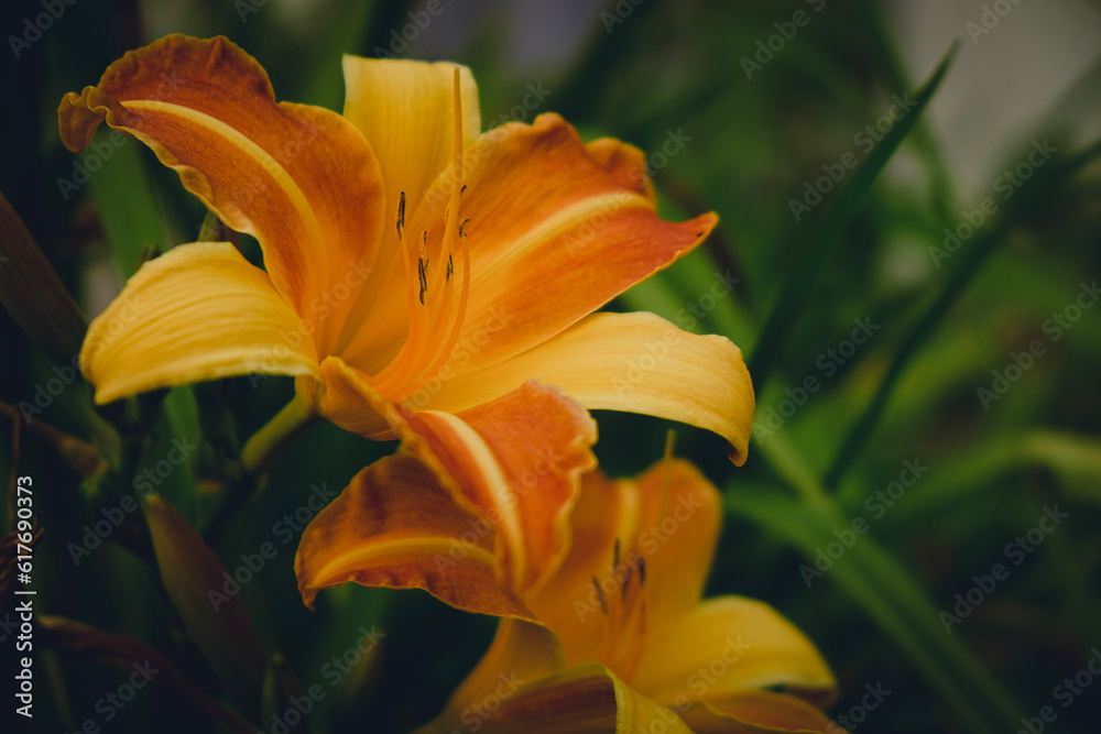 Fototapeta premium orange tiger lily