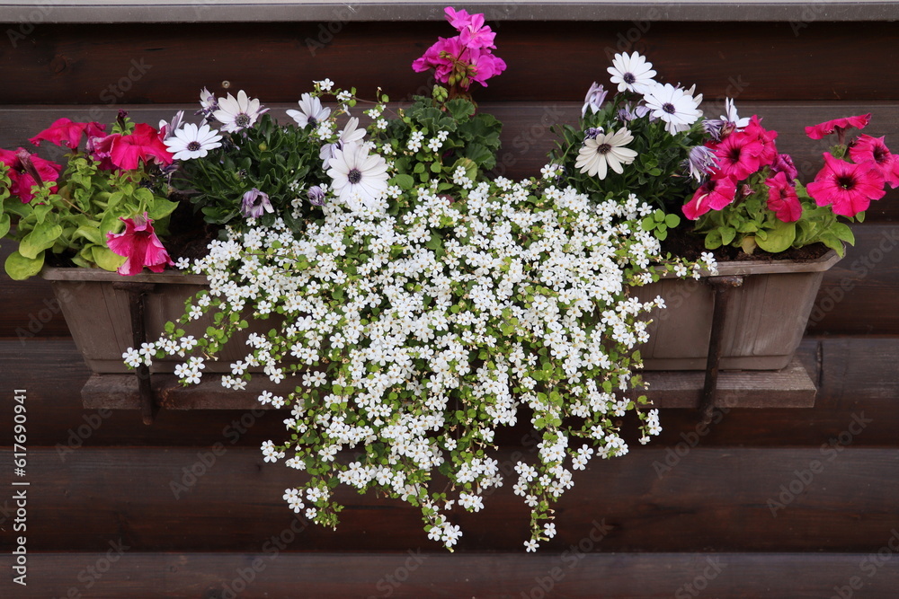 Red and white flowering plants in a flower box in the window sill . Geranium, petunia and bacopa flower growth in pot