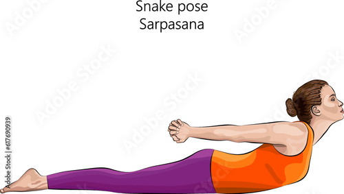 Young woman practicing yoga exercise, doing Snake pose. Sarpasana. Prone and Backbend. Beginner. Isolated vector illustration.