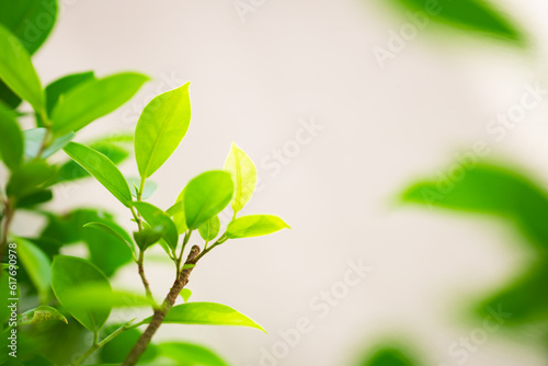 Closeup nature view of young green leaf on sunlight using as background and fresh ecology wallpaper concept