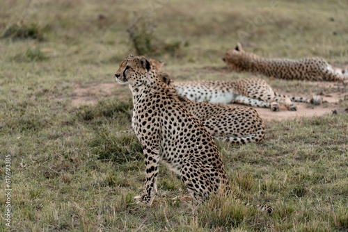 four cheetah laying on the ground in the grass