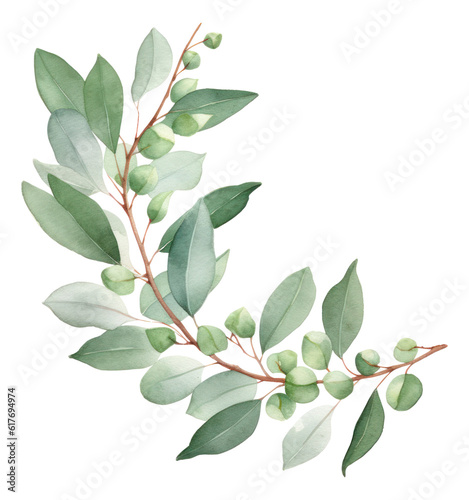 Watercolor floral card of eucalyptus leaves, branches and seeds isolated. © Pro Hi-Res