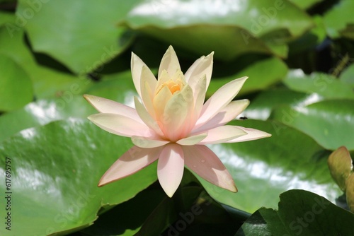 Closeup shot of a pinkish water lily surrounded by green foliage.