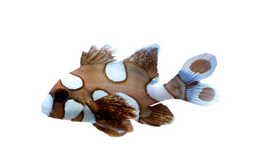 spotted sweetlips fish on white background