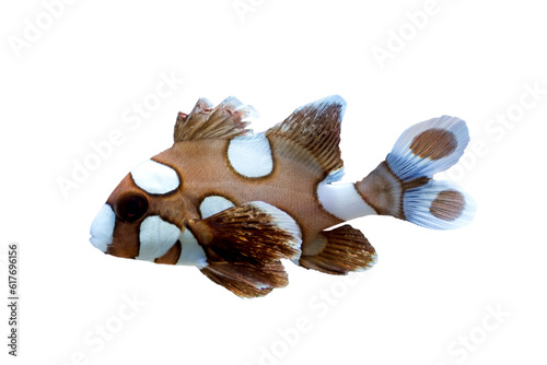 spotted sweetlips fish on white background photo