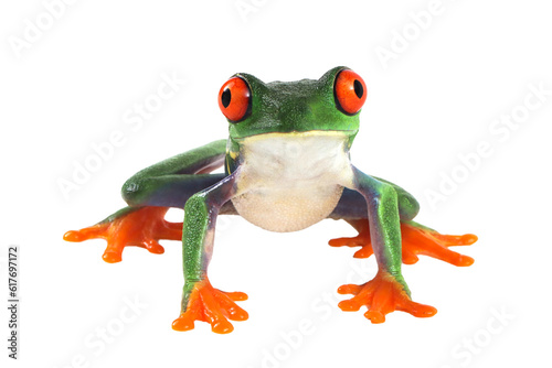 Fototapeta Naklejka Na Ścianę i Meble -  Red-eyed tree frog on white background, red-eyed tree frog (Agalychnis callidryas) closeup on isolated background