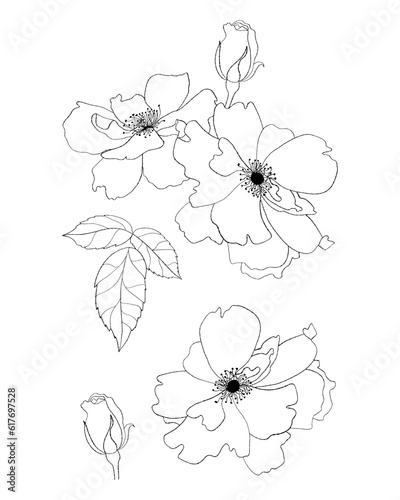 Collection flowers. Hand drawn. Vector illustration. Isolated linear plants and leaves for design  decor and decoration.