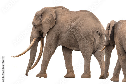 African elephant with large tusks. Isolated on white