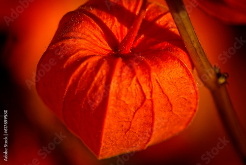 Lampionblume, Physalis photo