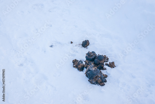 Horse Droppings in Snow