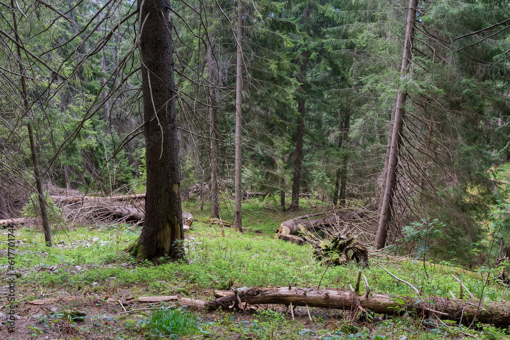 Fragment of spruce forest with dry trees on mountain slope