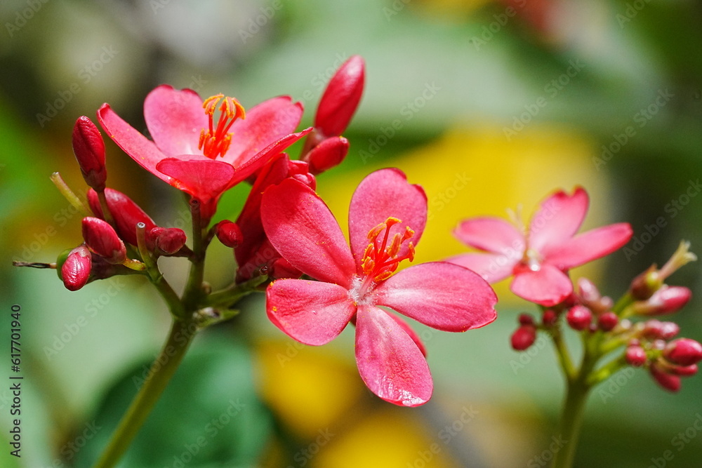 Spicy Jatropha|Peregrina|Rose Flowered Jatropha|大花南洋櫻|日日櫻|琴葉珊瑚|變葉珊瑚花