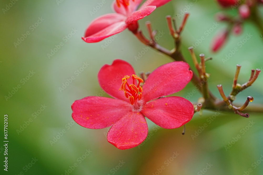 Spicy Jatropha|Peregrina|Rose Flowered Jatropha|大花南洋櫻|日日櫻|琴葉珊瑚|變葉珊瑚花 Spicy Jatropha|Peregrina|Rose Flowered Jatropha|大花南洋櫻|日日櫻|琴葉珊瑚|變葉珊瑚花