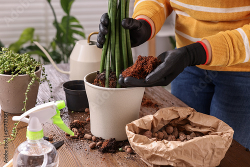 Woman transplanting houseplant into new pot at wooden table indoors, closeup