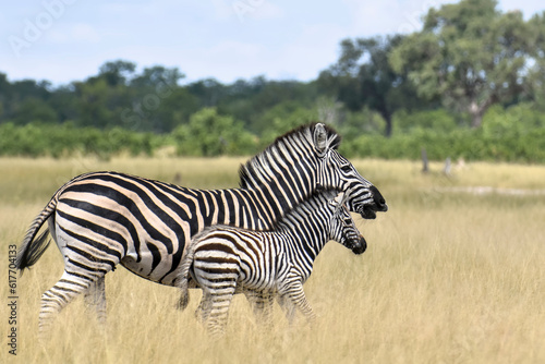 Mère Zèbre avec son petit