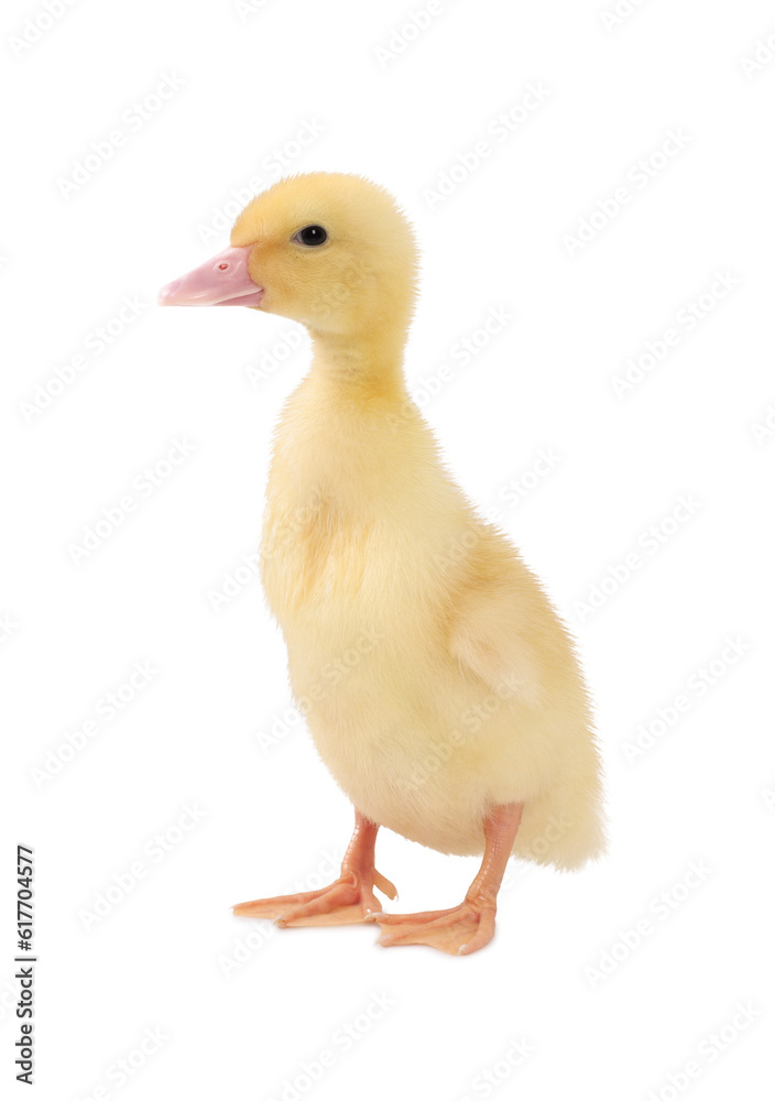 Baby animal. Cute fluffy duckling on white background Baby animal. Cute fluffy duckling on white background