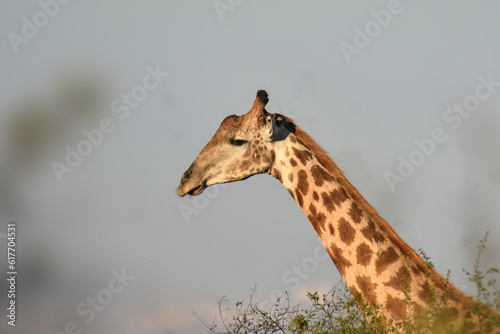 Portrait d'une girafe