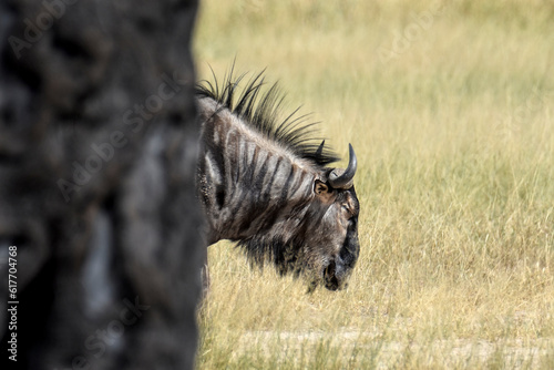 Gnou derrière un arbre