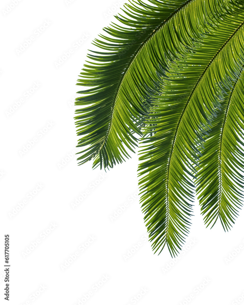Fototapeta premium Palm leaf isolated on white background