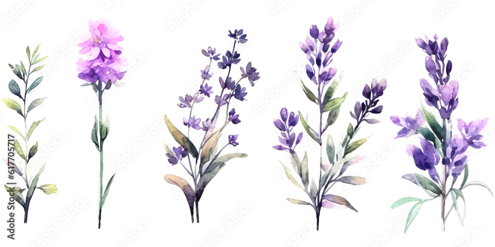Fototapeta premium Lavender flowers watercolor elements set.