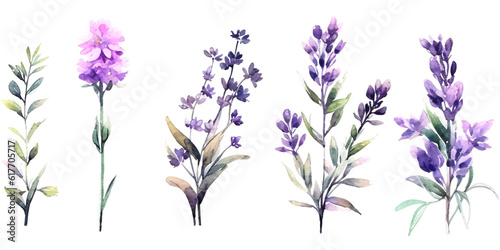 Lavender flowers watercolor elements set.