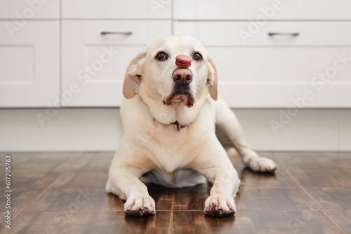Funny portrait of labrador retriever at home. Dog balancing french macaroon on his snout in kitchen..
