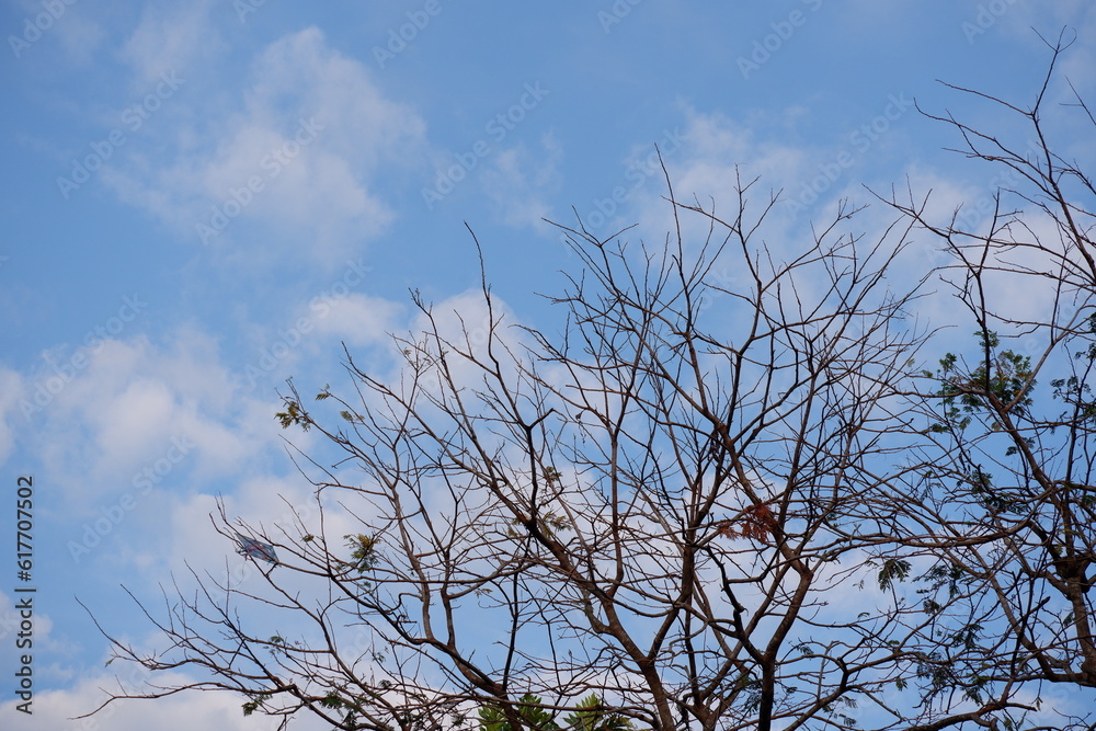 Petai tree branches are dry and only a few leaves remain against the background of the blue sky Petai tree branches are dry and only a few leaves remain against the background of the blue sky