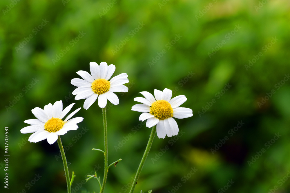 Chamomile flowers (Chamaemelum nobile), a widely used medicinal plant