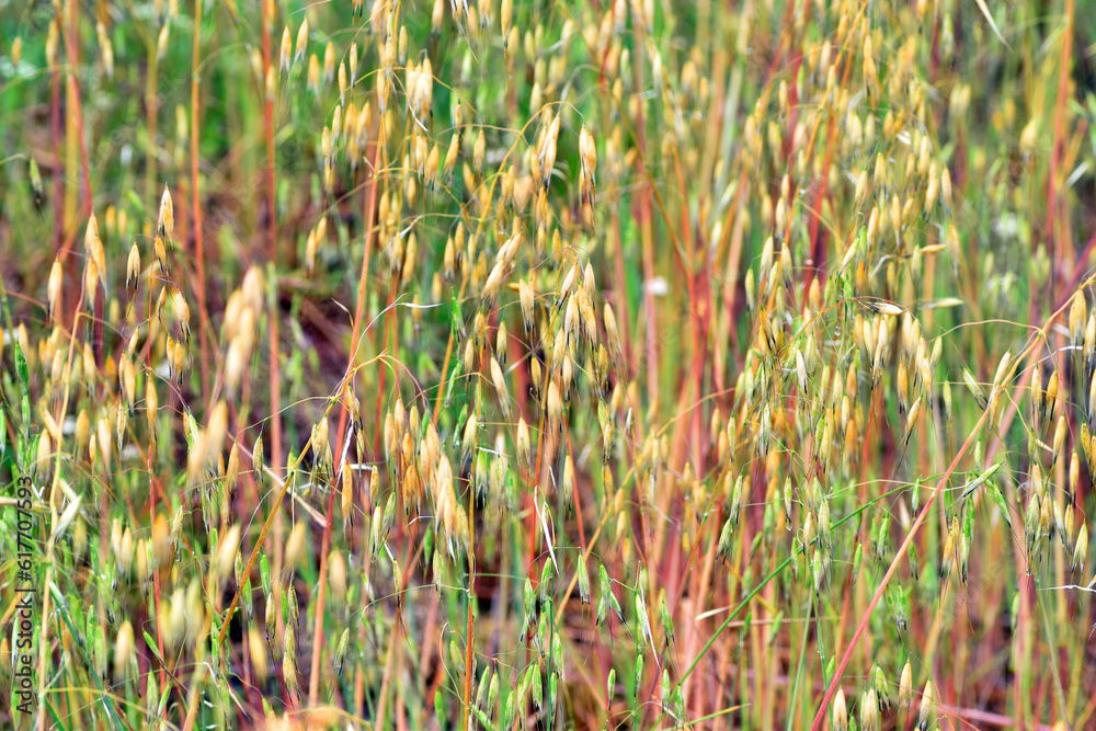 Fototapeta premium Wild oats (Avena sp.) in a meadow