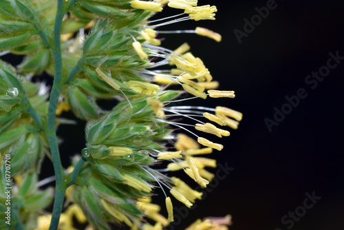 Detail of the stamens with ...