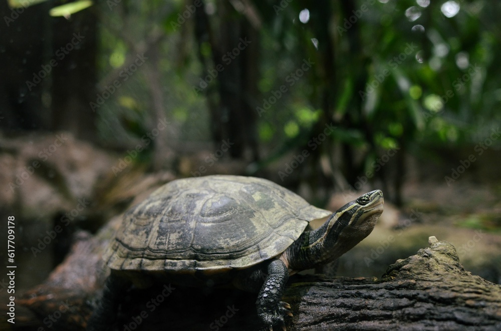 Obraz premium A tortoise resting on a tree bark