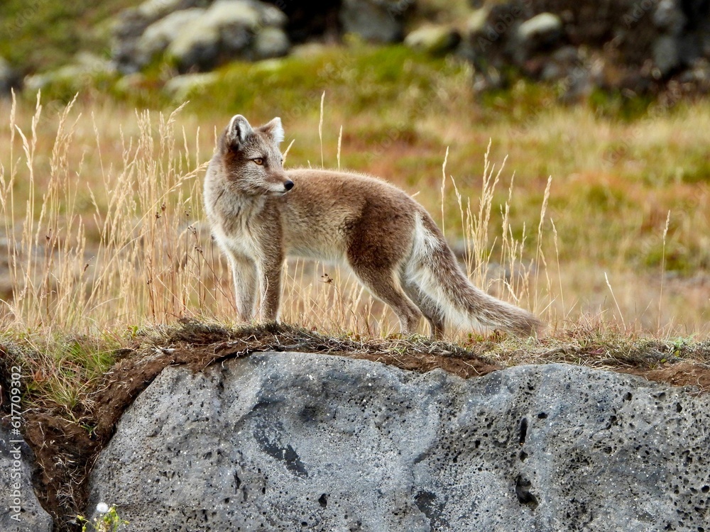 Naklejka premium Adorable Arctic fox perched atop a rocky ledge with lush green vegetation in the background