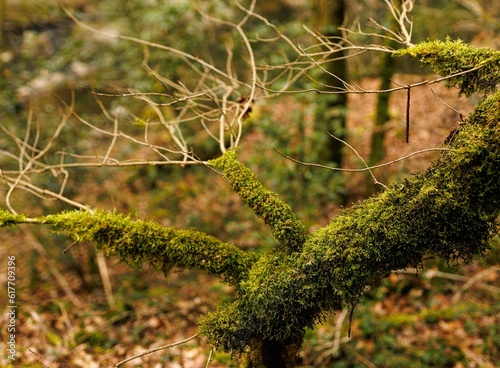 Aged evergreen tree with a weathered bark texture, partially covered in a layer of moss