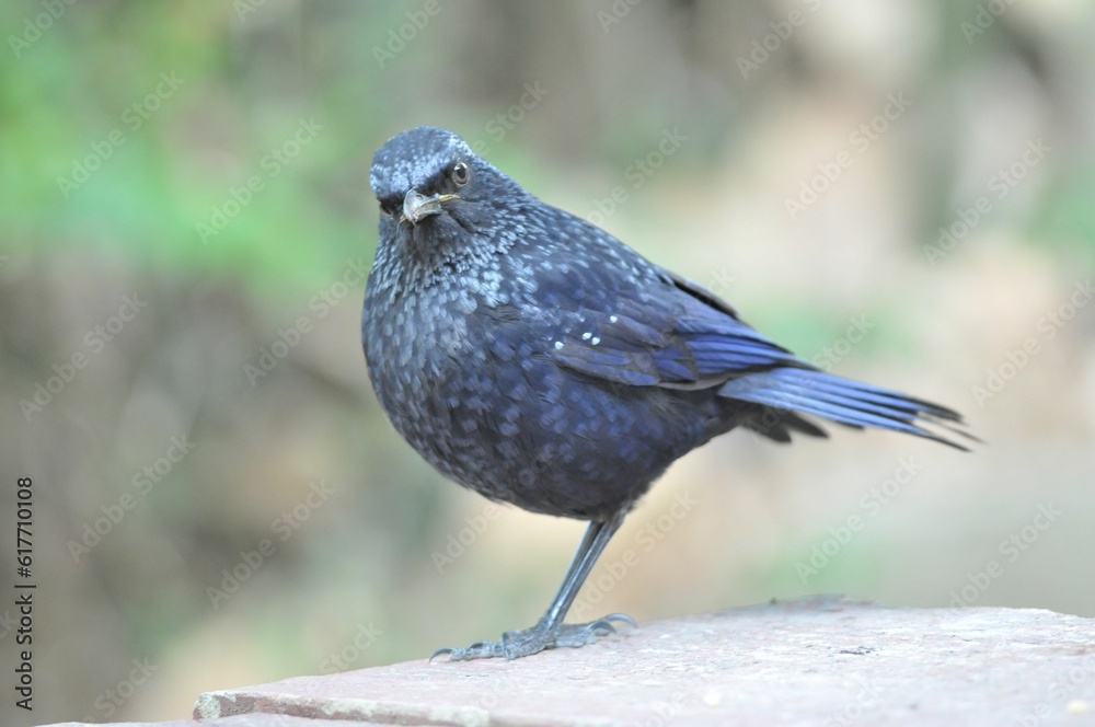 Fototapeta premium Close-up shot of a Blue whistling thrush bird perched atop a concrete surface