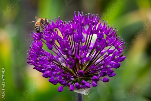 Close-up shot of a honey bee perched atop a vibrant purple flower