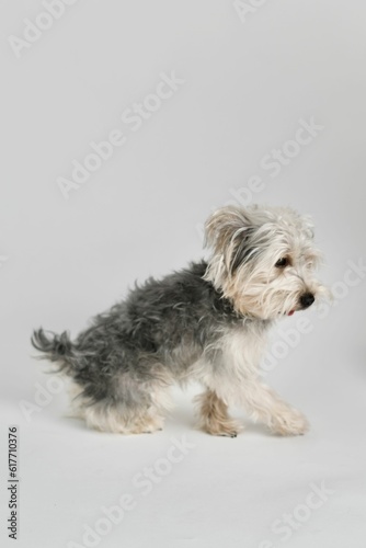 Vertical shot of an adorable fluffy white gray terrier dog posing on a white background