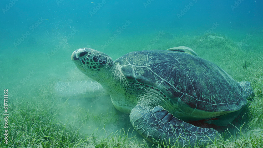 Fototapeta premium Great Green Sea Turtle (Chelonia mydas) with Remora fish on shell lies on seagrass meadow among Round Leaf Sea Grass or Noodle seagrass (Syringodium isoetifolium) Red sea, Safaga, Egypt