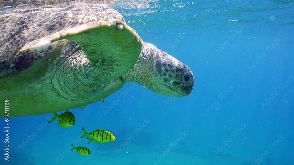 Fototapeta premium Close-up of Great Green Sea Turtle (Chelonia mydas) with group of Golden Trevally fish (Gnathanodon speciosus) swimming under surface of blue water, Red sea, Safaga, Egypt