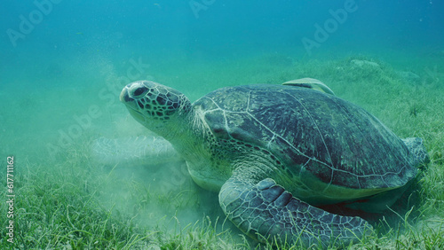  Great Green Sea Turtle (Chelonia mydas) with Remora fish on shell lies on seagrass meadow among Round Leaf Sea Grass or Noodle seagrass (Syringodium isoetifolium) Red sea, Safaga, Egypt