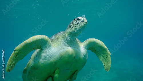 Close-up of Great Green Sea Turtle (Chelonia mydas) with Remora fish under shell slowly floats up, Red sea, Safaga, Egypt