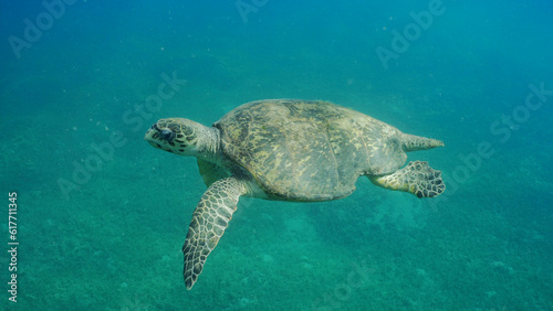 Very old-aged male Hawksbill Sea Turtle or Bissa (Eretmochelys imbricata) swim in blue water column on sunny day, Red sea, Safaga, Egypt © Andriy Nekrasov