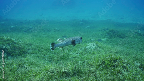 Spotted Porcupine Fish (Diodon hystrix) swims over seagrass meadow covered with green Round Leaf Sea Grass or Noodle seagrass (Syringodium isoetifolium) sunny day, Red sea, Safaga, Egypt