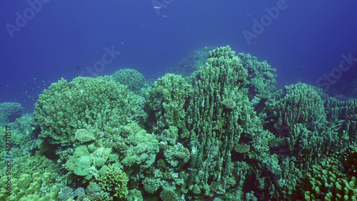 Hard corals colony Porites  tropical fish swim above top of coral reef in sun rays  Red sea  Safaga  Egypt