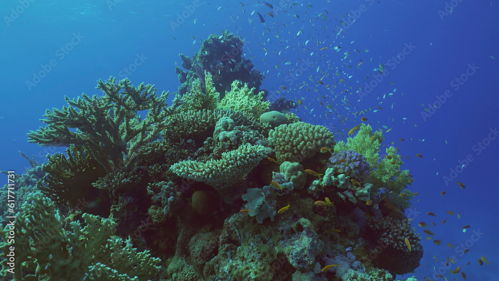 Obraz premium Beautiful tropical coral reef in coral garden in blue deep sea colorful fish swims around reefs, Red sea, Safaga, Egypt