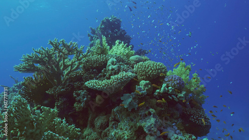 Beautiful tropical coral reef in coral garden in blue deep sea colorful fish swims around reefs, Red sea, Safaga, Egypt