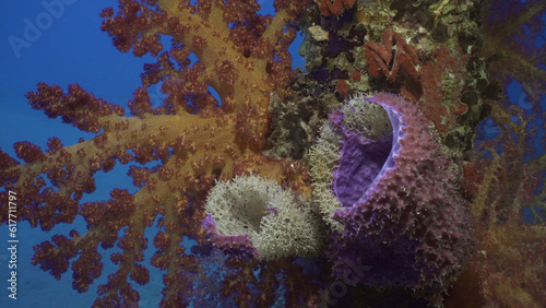 Close-up of large Tube sponge (Haliclona fascigera) and Bright colorful Soft Coral Dendronephthya on support pier, Red sea, Safaga, Egypt