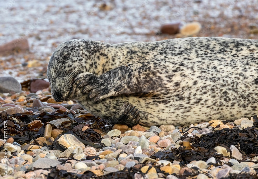 Seal resting in a natural habitat of rocks and seaweed, with a peaceful and serene atmosphere