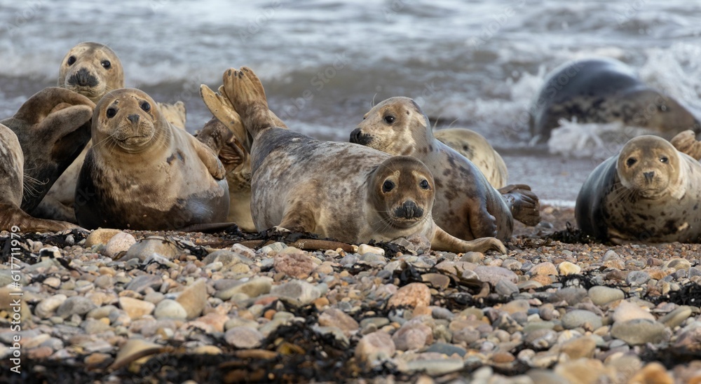 Fototapeta premium Group of seals lounging on rocks at the edge of the sea, facing the vast expanse of the ocean